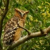 Ketupa malajska - Bubo ketupu - Buffy fish owl 9403
